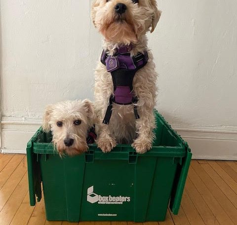 Two adorable dogs inside a green bin