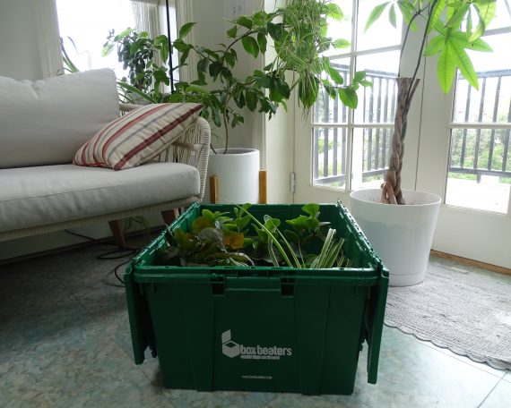 Box with plants in a bright room