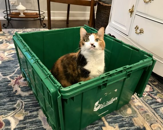 This cat knows how many moving bins you'll need!