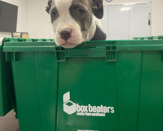 What not to pack when moving: your adorable puppy!